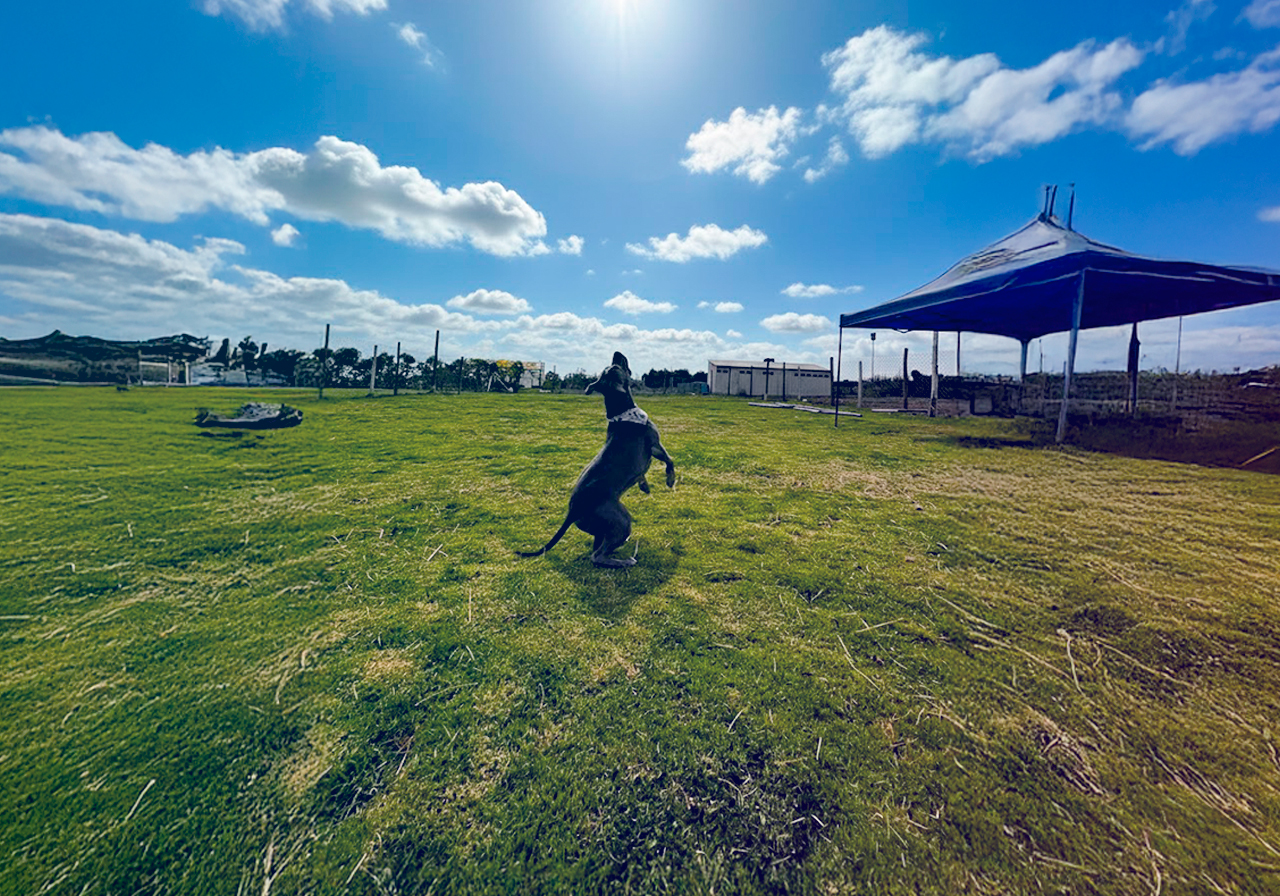 Guardería Perrícola