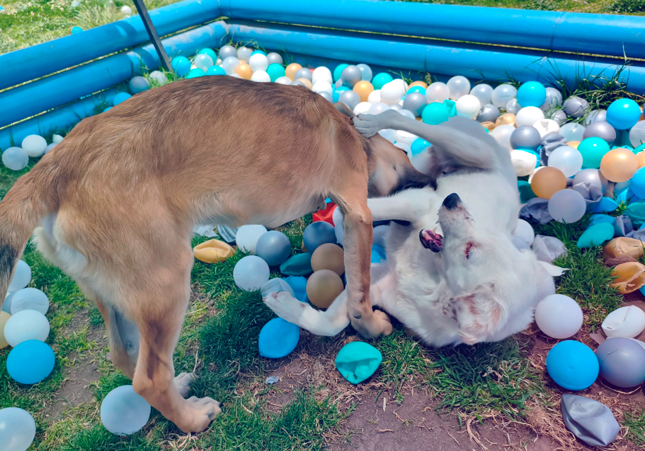 Perrícolas campo de juegos