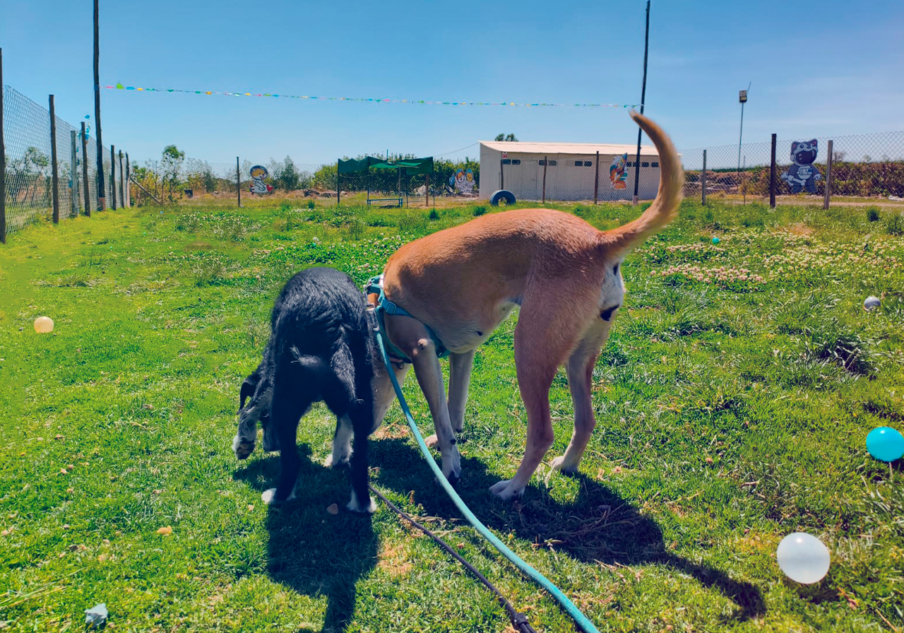 Campo verde Perrícolas
